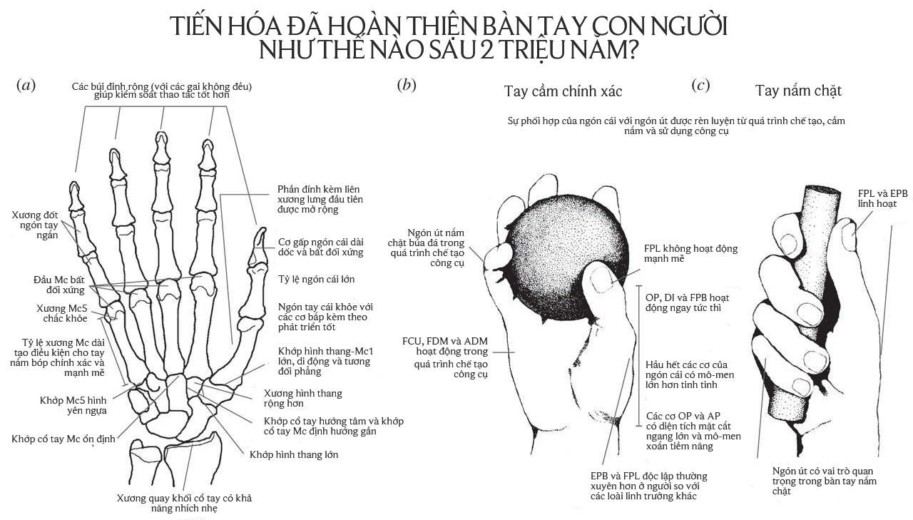 Lo&agrave;i người mất hai triệu năm để x&acirc;y dựng nền văn minh c&oacute; UX/UI th&acirc;n thiện với b&agrave;n tay: Điều g&igrave; sẽ xảy ra nếu robot AI cũng c&oacute; ch&uacute;ng? - Ảnh 16.