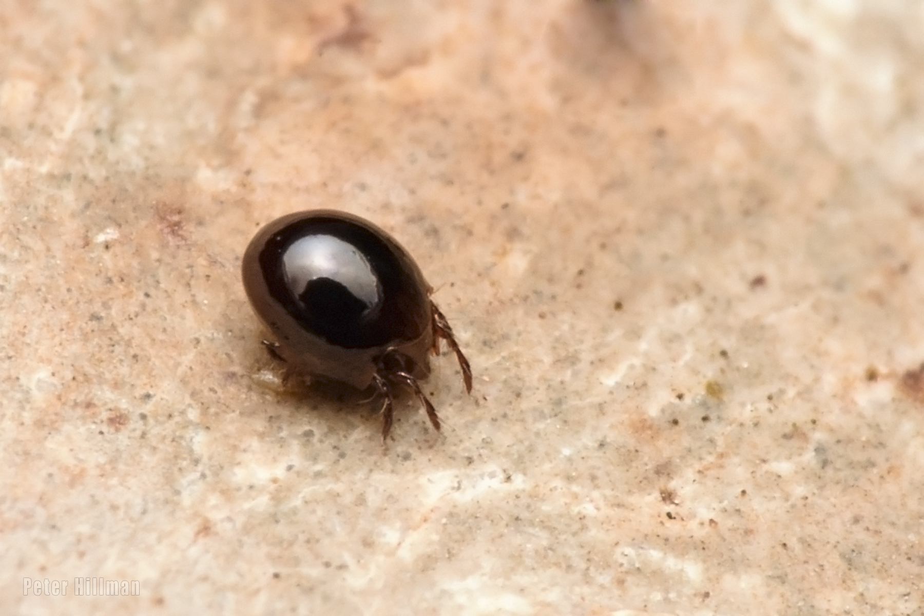 Kỳ lạ loài vật kích thước ngang hạt cát nhưng được xếp hạng sức mạnh trên cả voi - Ảnh 2. Kỳ lạ loài vật kích thước ngang hạt cát nhưng được xếp hạng sức mạnh trên cả voi - Ảnh 2.