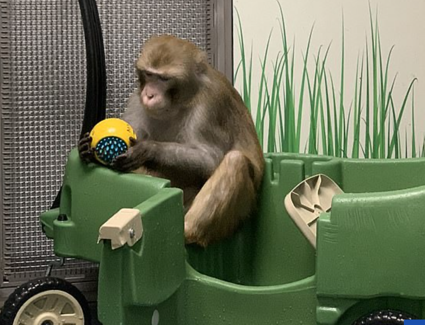 Chip n&atilde;o chữa bệnh của Elon Musk hoạt động như thế n&agrave;o trong n&atilde;o người - Ảnh 5.