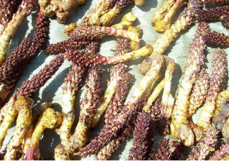 Lão nông đào đất đụng 7 "con rắn", chuyên gia: "Lập tức phong tỏa hiện trường!" - Ảnh 4. Lão nông đào đất đụng 7 "con rắn", chuyên gia: "Lập tức phong tỏa hiện trường!" - Ảnh 4.