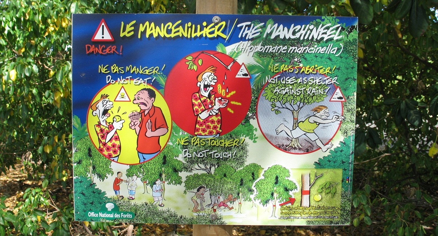 Tại sao Manchineel được coi là loài 'cây sát thủ'? - Ảnh 4. Tại sao Manchineel được coi là loài 'cây sát thủ'? - Ảnh 4.