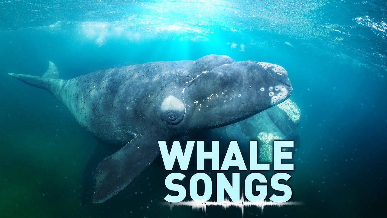 Vì sao cá voi đầu cong lại không thể bị ung thư? - Ảnh 1. Vì sao cá voi đầu cong lại không thể bị ung thư? - Ảnh 1.