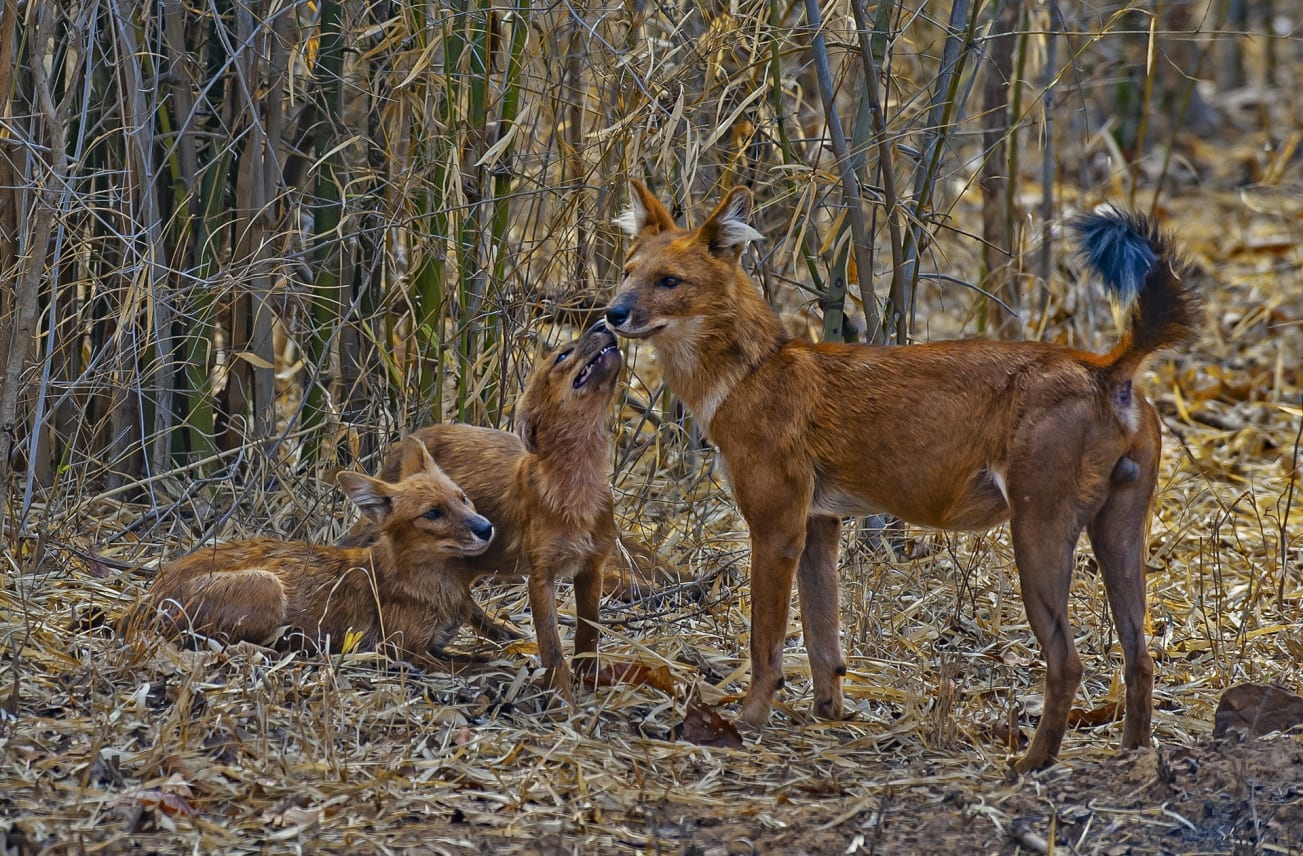 Dù nhìn giống như cáo, nhưng đây lại là loài chó hoang có thể giết được hổ - Ảnh 3. Dù nhìn giống như cáo, nhưng đây lại là loài chó hoang có thể giết được hổ - Ảnh 3.