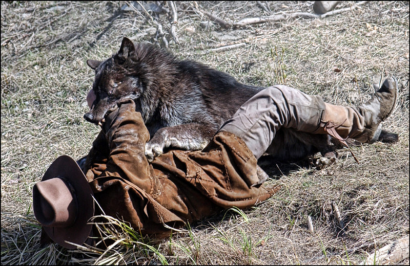 Một người đàn ông trưởng thành có thể dùng tay không đánh bại chó sói không? - Ảnh 4. Một người đàn ông trưởng thành có thể dùng tay không đánh bại chó sói không? - Ảnh 4.