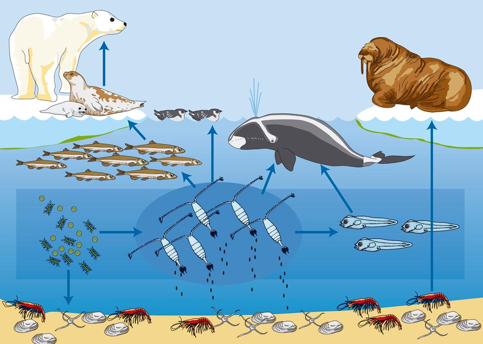 Sau 389 ngày ở Bắc Cực, ngốn hơn 160 triệu đô, hàng trăm nhà khoa học mang về tin dữ: Đó là gì? - Ảnh 5. Sau 389 ngày ở Bắc Cực, ngốn hơn 160 triệu đô, hàng trăm nhà khoa học mang về tin dữ: Đó là gì? - Ảnh 5.