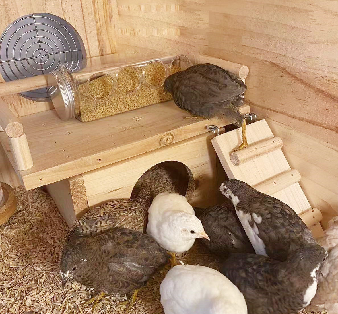 Vì sao chim cút lại là loài chim mắn đẻ nhất trong tự nhiên? - Ảnh 5. Vì sao chim cút lại là loài chim mắn đẻ nhất trong tự nhiên? - Ảnh 5.