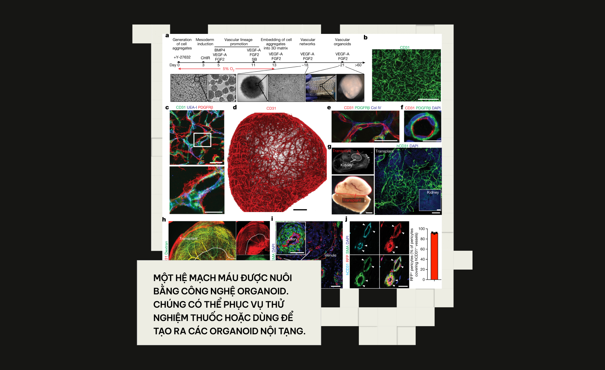 Khi c&aacute;c nh&agrave; khoa học đ&oacute;ng vai Ch&uacute;a Trời: Họ đ&atilde; tạo ra những sinh vật chưa từng tồn tại tr&ecirc;n Tr&aacute;i Đất- Ảnh 16.