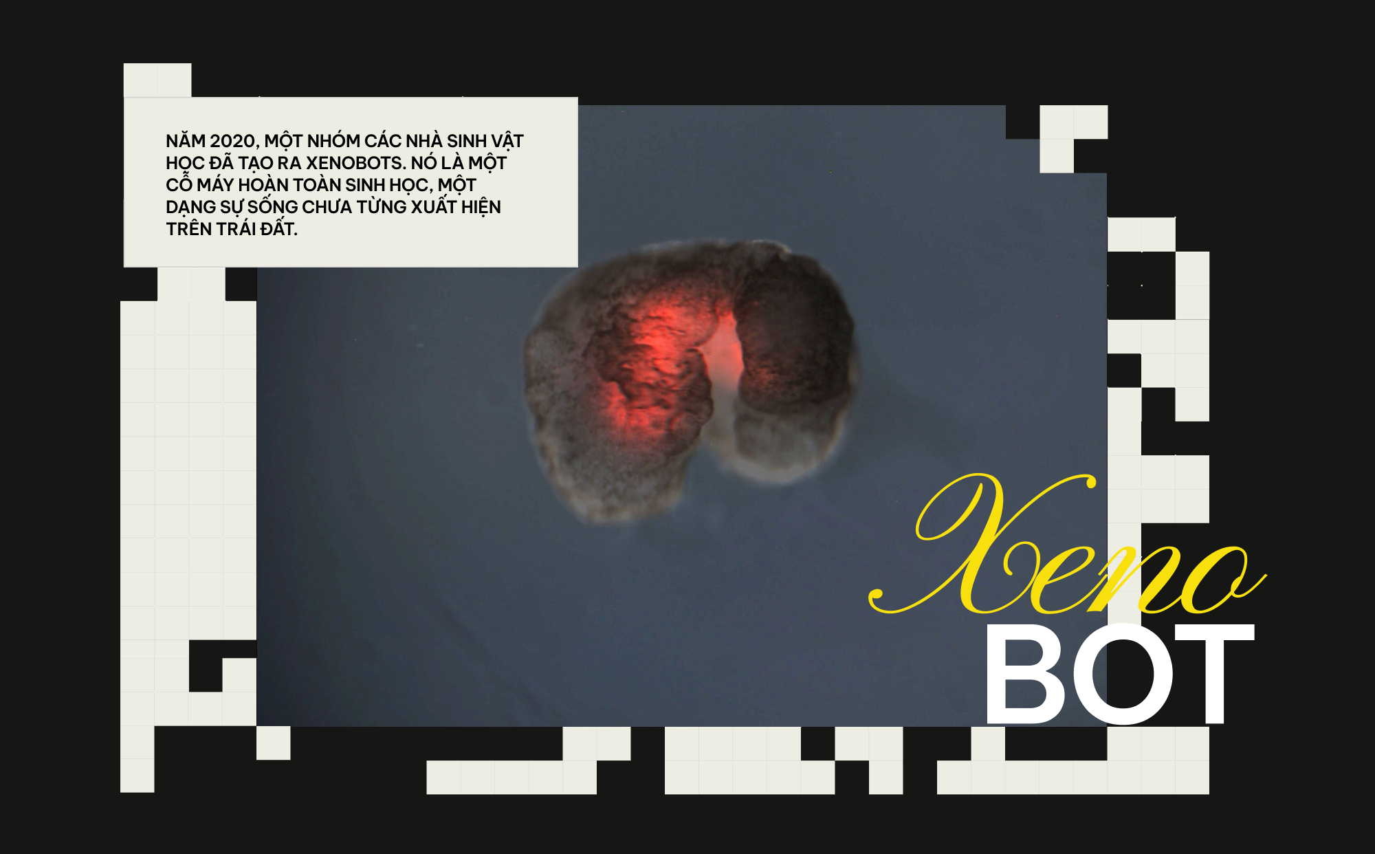 Khi c&aacute;c nh&agrave; khoa học đ&oacute;ng vai Ch&uacute;a Trời: Họ đ&atilde; tạo ra những sinh vật chưa từng tồn tại tr&ecirc;n Tr&aacute;i Đất- Ảnh 23.