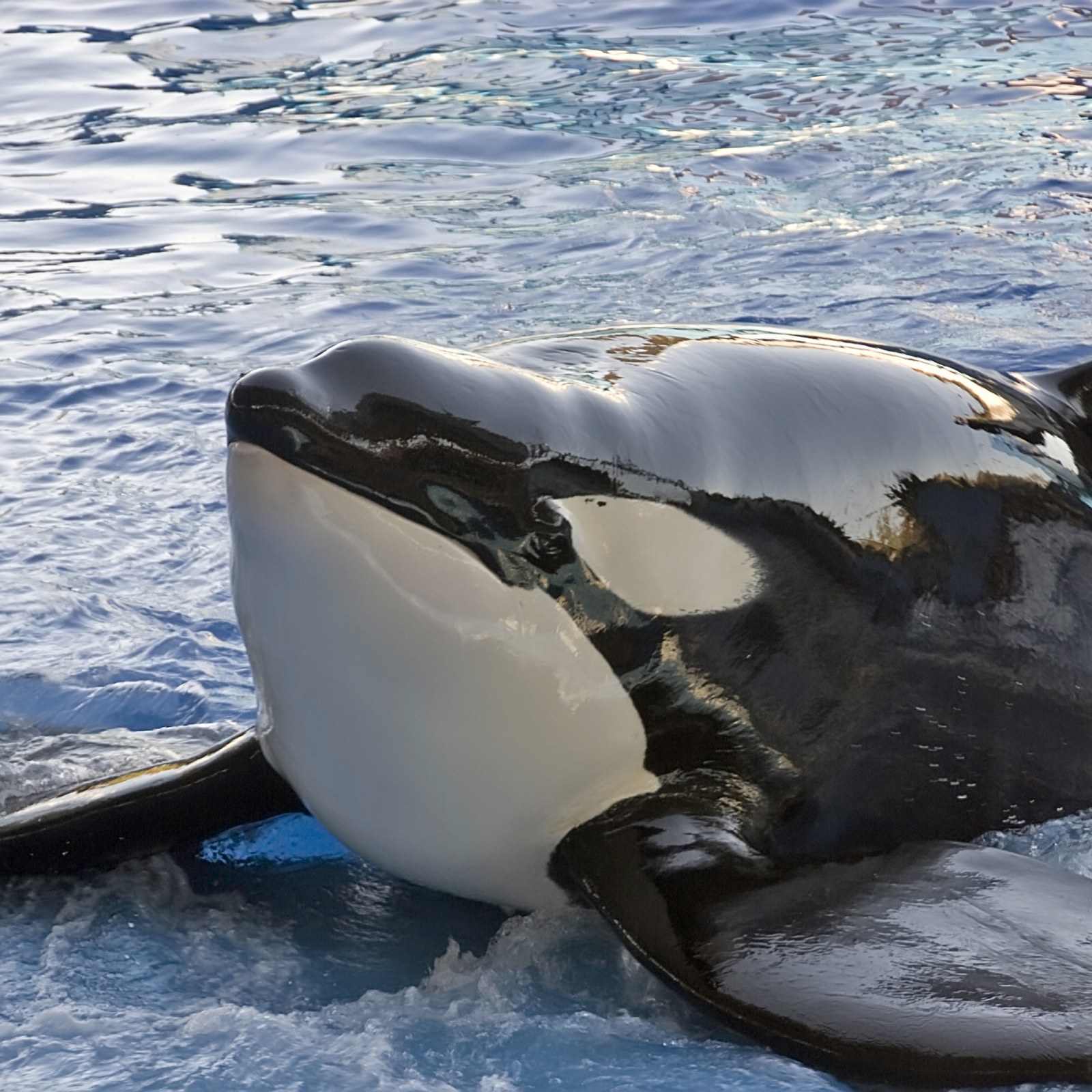 Chức năng của những đốm trắng phía trên mắt của cá voi sát thủ là gì? - Ảnh 1. Chức năng của những đốm trắng phía trên mắt của cá voi sát thủ là gì? - Ảnh 1.