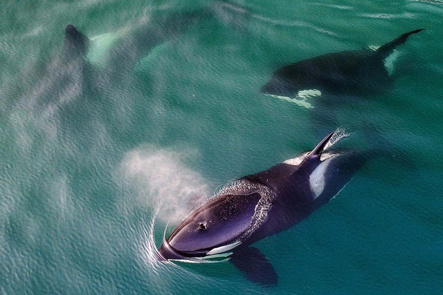 Chức năng của những đốm trắng phía trên mắt của cá voi sát thủ là gì? - Ảnh 4. Chức năng của những đốm trắng phía trên mắt của cá voi sát thủ là gì? - Ảnh 4.