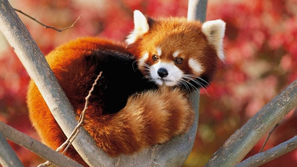 Có thể bạn đã nhầm, biểu tượng của Firefox không phải là "con cáo" - Ảnh 2. Có thể bạn đã nhầm, biểu tượng của Firefox không phải là "con cáo" - Ảnh 2.