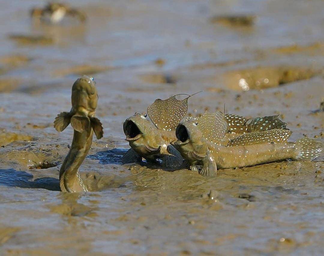 Vì sao cá thòi lòi buộc phải sống trên bờ? - Ảnh 4. Vì sao cá thòi lòi buộc phải sống trên bờ? - Ảnh 4.