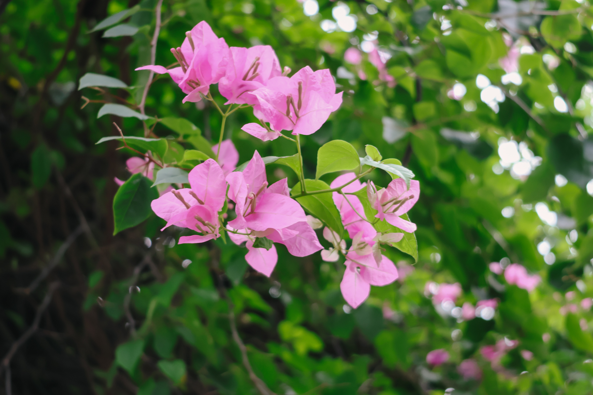 Trên tay máy ảnh Canon R50: Nhỏ gọn và thân thiện với người mới học chụp - Ảnh 20. Trên tay máy ảnh Canon R50: Nhỏ gọn và thân thiện với người mới học chụp - Ảnh 20.