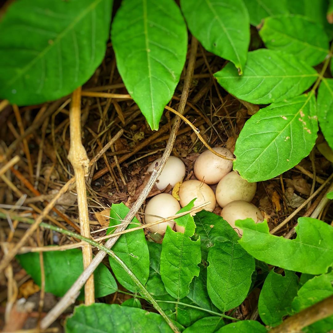 Khu vườn ngoại ô đầy nắng và rau quả sạch của gia đình hai vợ chồng cùng 5 người con - Ảnh 12. Khu vườn ngoại ô đầy nắng và rau quả sạch của gia đình hai vợ chồng cùng 5 người con - Ảnh 12.