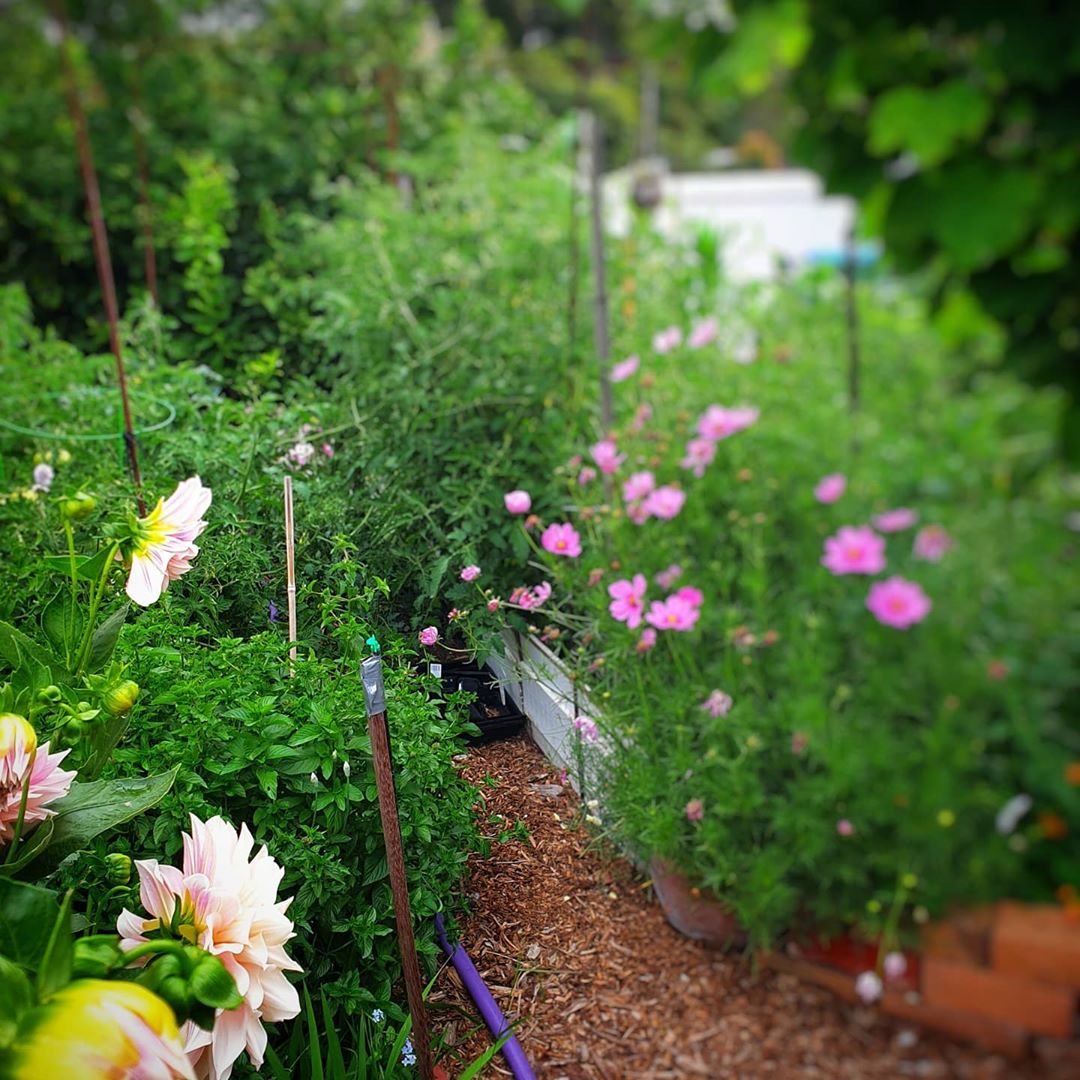 Khu vườn ngoại ô đầy nắng và rau quả sạch của gia đình hai vợ chồng cùng 5 người con - Ảnh 3. Khu vườn ngoại ô đầy nắng và rau quả sạch của gia đình hai vợ chồng cùng 5 người con - Ảnh 3.