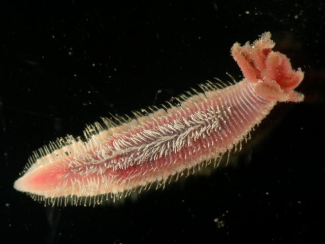 Giun Pompeii: Bí ẩn về sinh vật mà dung nham cũng không thể giết chết!- Ảnh 6. Giun Pompeii: Bí ẩn về sinh vật mà dung nham cũng không thể giết chết!- Ảnh 6.