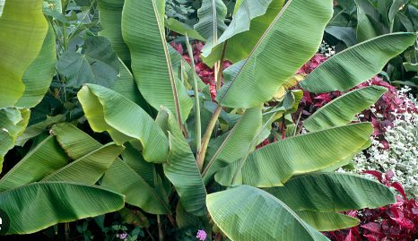 Loại l&aacute; g&oacute;i x&ocirc;i ở Việt Nam ra nước ngo&agrave;i th&agrave;nh sản vật gi&aacute; nửa triệu/kg, xuất khẩu thu về chục tỷ/năm- Ảnh 2.