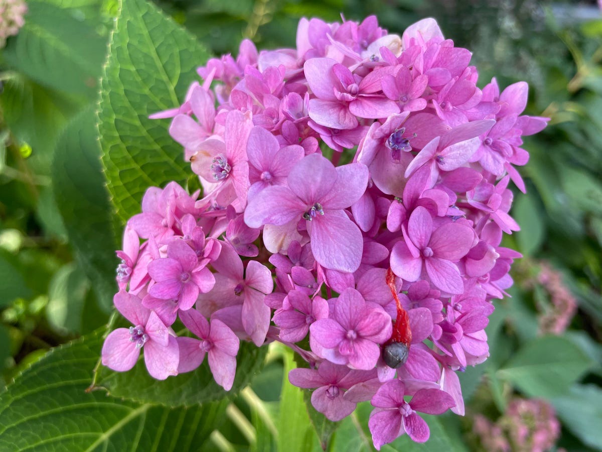 So sánh ảnh chụp iPhone 16 và iPhone 12: Chỉ sau 4 năm mà chất lượng lên cao đến mức đáng kinh ngạc- Ảnh 6. So sánh ảnh chụp iPhone 16 và iPhone 12: Chỉ sau 4 năm mà chất lượng lên cao đến mức đáng kinh ngạc- Ảnh 6.