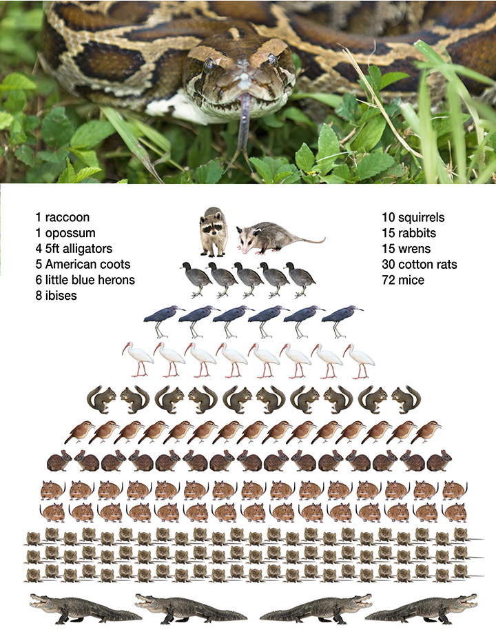 Trăn khổng lồ "xâm lấn" nước Mỹ- Ảnh 9. Trăn khổng lồ "xâm lấn" nước Mỹ- Ảnh 9.