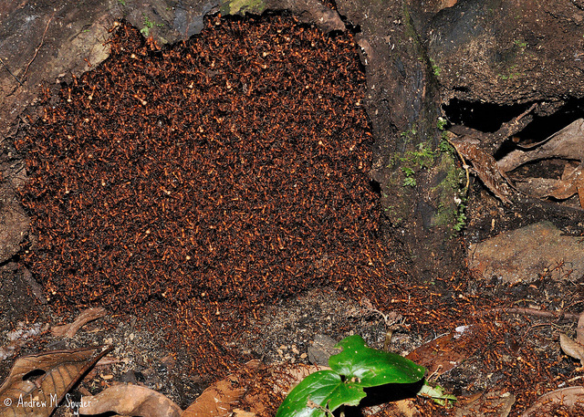 2,5 triệu con cá tuyết tấn công 23 triệu con cá trứng - sự kiện săn mồi lớn nhất thế giới tự nhiên từng được ghi nhận- Ảnh 3. 2,5 triệu con cá tuyết tấn công 23 triệu con cá trứng - sự kiện săn mồi lớn nhất thế giới tự nhiên từng được ghi nhận- Ảnh 3.