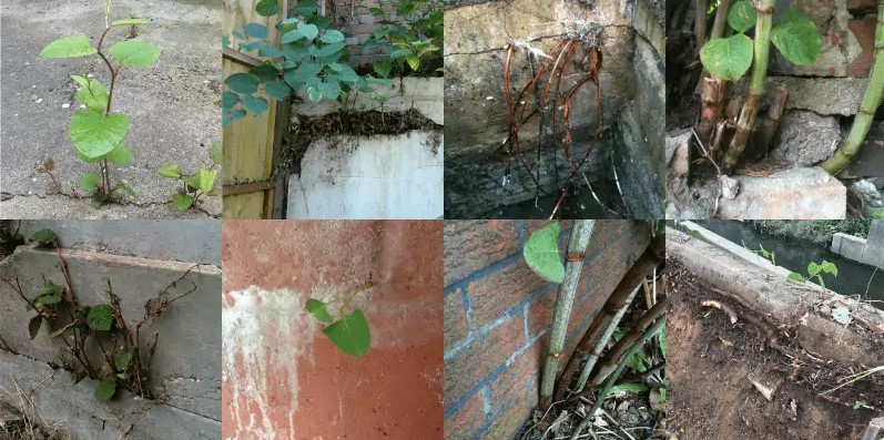 Loài cây xâm lấn gây thiệt hại hàng tỷ USD ở Anh: Người Trung Quốc có cách hay biến nó thành đặc sản- Ảnh 2. Loài cây xâm lấn gây thiệt hại hàng tỷ USD ở Anh: Người Trung Quốc có cách hay biến nó thành đặc sản- Ảnh 2.