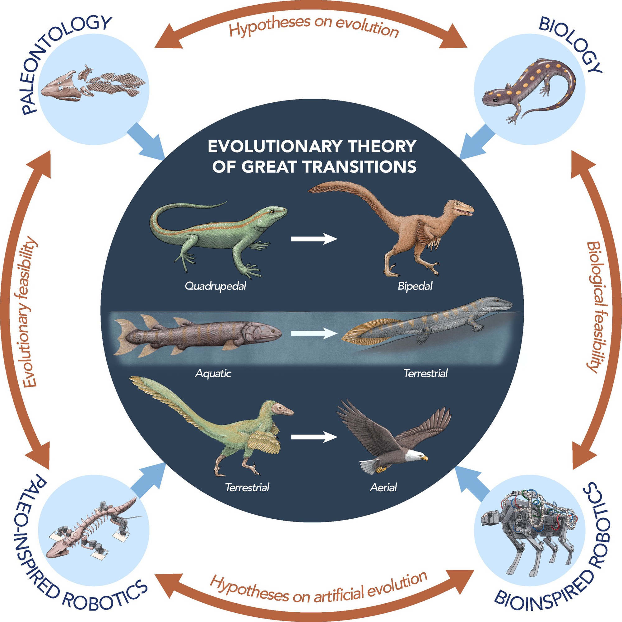 Giữa kỷ nguyên robot hình người, các nhà khoa học lại chế tạo robot cá có chân, bắt chúng tiến hóa lại từ đầu- Ảnh 8. Giữa kỷ nguyên robot hình người, các nhà khoa học lại chế tạo robot cá có chân, bắt chúng tiến hóa lại từ đầu- Ảnh 8.