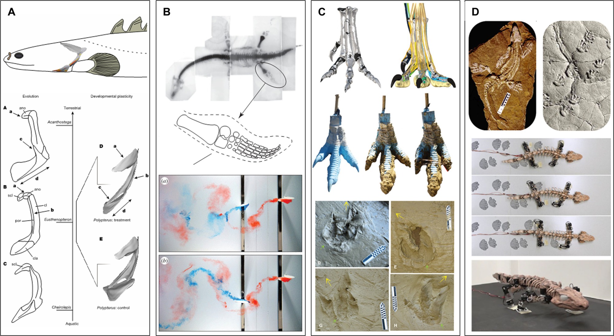 Giữa kỷ nguyên robot hình người, các nhà khoa học lại chế tạo robot cá có chân, bắt chúng tiến hóa lại từ đầu- Ảnh 10. Giữa kỷ nguyên robot hình người, các nhà khoa học lại chế tạo robot cá có chân, bắt chúng tiến hóa lại từ đầu- Ảnh 10.
