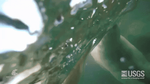 C&aacute;c nh&agrave; khoa học đeo camera cho gấu Bắc Cực, thu về những thước phim đ&aacute;ng b&aacute;o động- Ảnh 2.