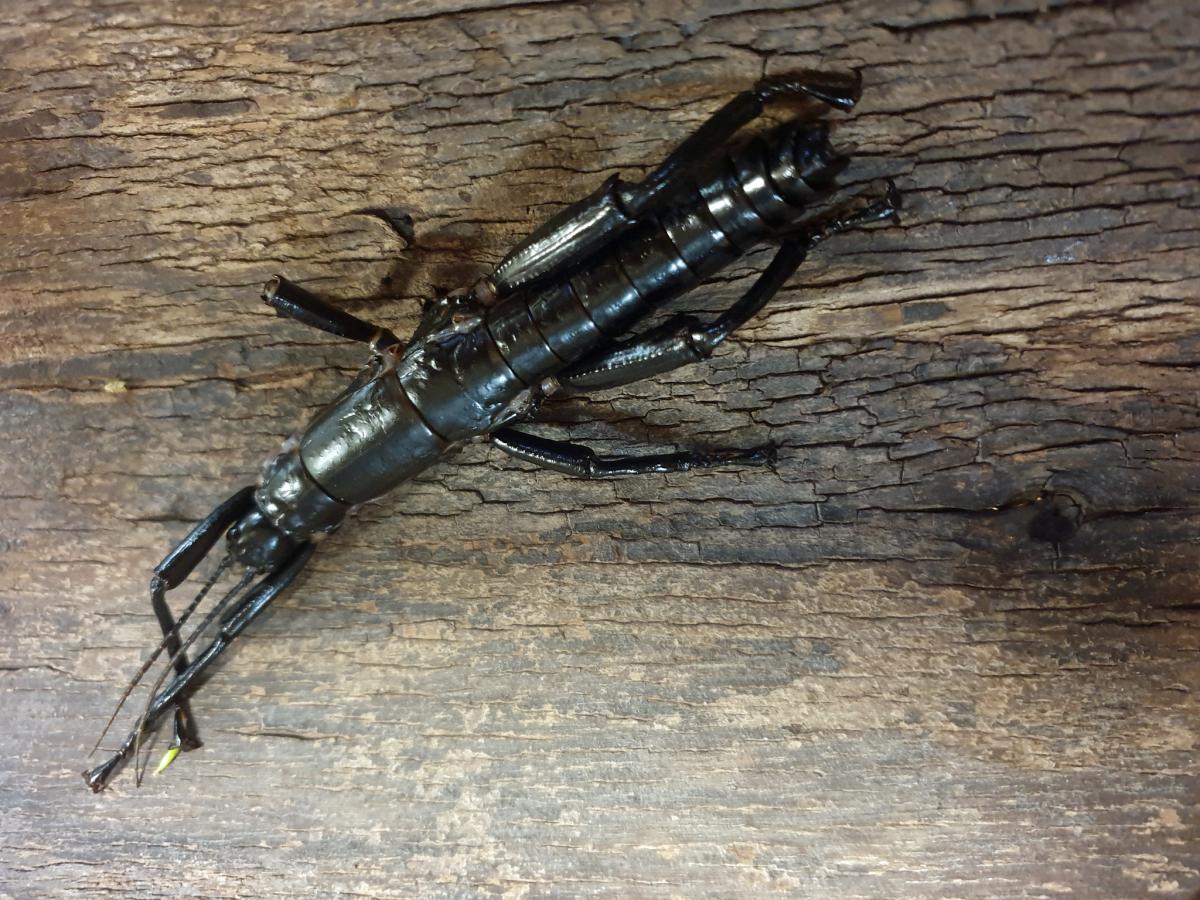 Bãi biển cao nhất thế giới, nơi sinh sống của loài côn trùng có hành vi cực kỳ bất thường- Ảnh 5. Bãi biển cao nhất thế giới, nơi sinh sống của loài côn trùng có hành vi cực kỳ bất thường- Ảnh 5.