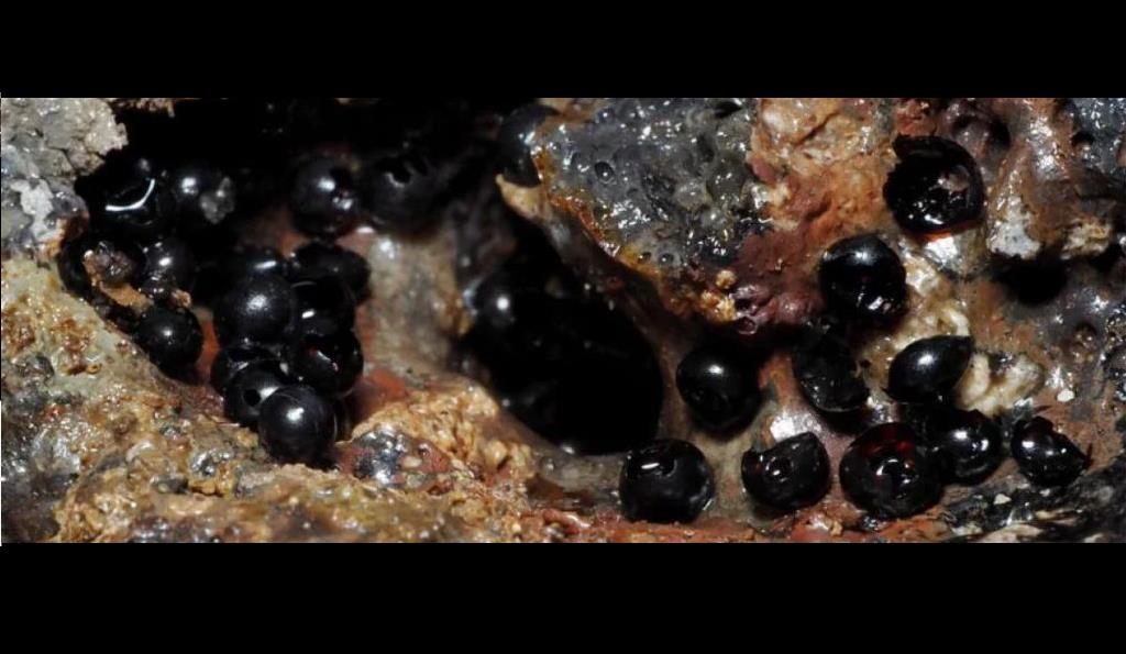 Xuất hiện trứng sinh vật lạ ở độ sâu 6.200 m dưới Thái Bình Dương- Ảnh 1. Xuất hiện trứng sinh vật lạ ở độ sâu 6.200 m dưới Thái Bình Dương- Ảnh 1.