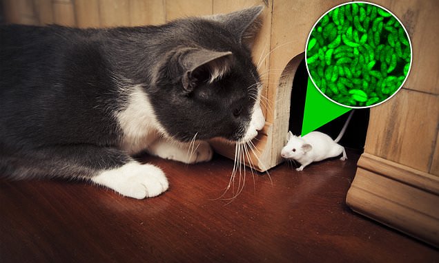 Bí ẩn: Người nuôi mèo có nguy cơ mắc bệnh tâm thần cao gấp đôi người bình thường?- Ảnh 4. Bí ẩn: Người nuôi mèo có nguy cơ mắc bệnh tâm thần cao gấp đôi người bình thường?- Ảnh 4.