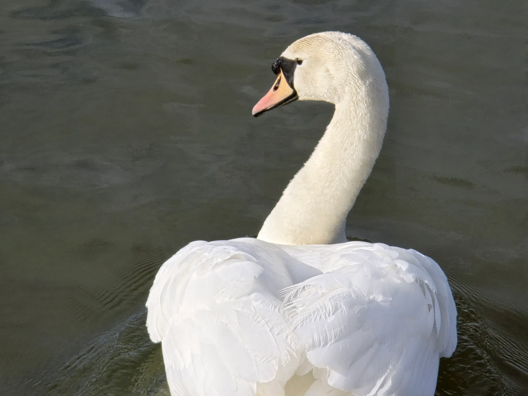 "Tôi đã làm 5 thử nghiệm về camera": Thật bất ngờ khi mẫu điện thoại vô danh này lại thắng cả S24 Ultra- Ảnh 11. "Tôi đã làm 5 thử nghiệm về camera": Thật bất ngờ khi mẫu điện thoại vô danh này lại thắng cả S24 Ultra- Ảnh 11.