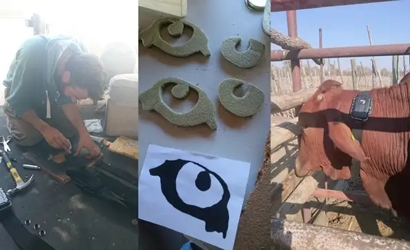 Tại sao những người nông dân châu Phi lại vẽ mắt lên mông của bò?- Ảnh 3. Tại sao những người nông dân châu Phi lại vẽ mắt lên mông của bò?- Ảnh 3.