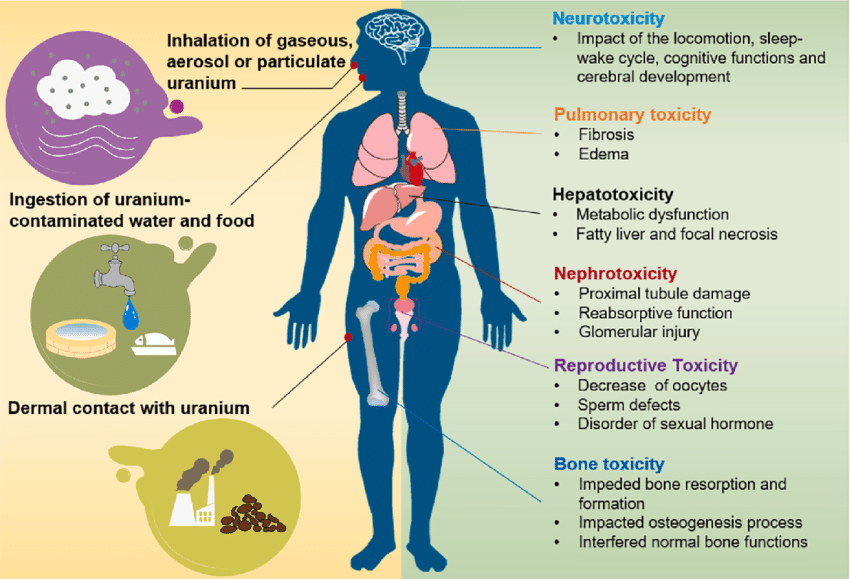 Cảnh báo: Tìm thấy chì và Uranium trong 200 mẫu nước tiểu của thanh thiếu niên hút thuốc lá điện tử- Ảnh 7. Cảnh báo: Tìm thấy chì và Uranium trong 200 mẫu nước tiểu của thanh thiếu niên hút thuốc lá điện tử- Ảnh 7.
