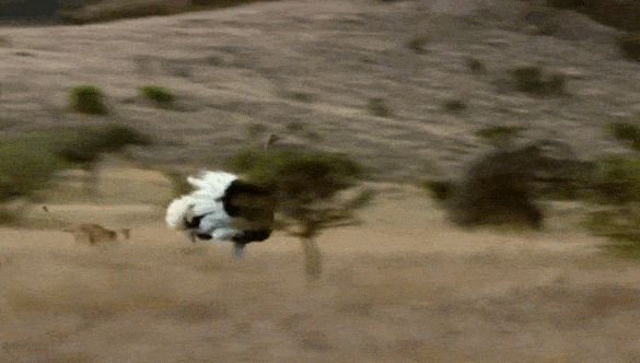 Tại sao sư tử, được mệnh danh là 'kẻ săn mồi hàng đầu', lại hiếm khi săn đà điểu?- Ảnh 3. Tại sao sư tử, được mệnh danh là 'kẻ săn mồi hàng đầu', lại hiếm khi săn đà điểu?- Ảnh 3.