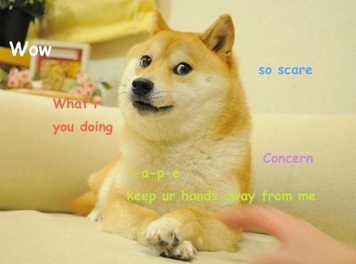 Chú chó gắn liền với meme "Doge" qua đời- Ảnh 3. Chú chó gắn liền với meme "Doge" qua đời- Ảnh 3.