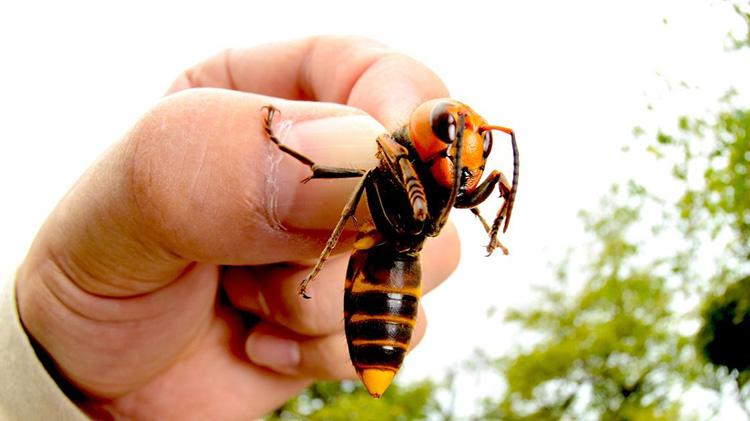 Ong bắp c&agrave;y v&ocirc; đối cỡ n&agrave;o khi chỉ cần 30 con cũng đủ để 'dọn sạch' 30000 ong mật chỉ trong 3 giờ- Ảnh 1.