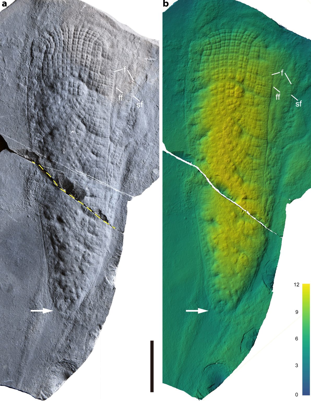 Phát hiện sinh vật lạ 550 triệu tuổi ở Trung Quốc- Ảnh 2. Phát hiện sinh vật lạ 550 triệu tuổi ở Trung Quốc- Ảnh 2.
