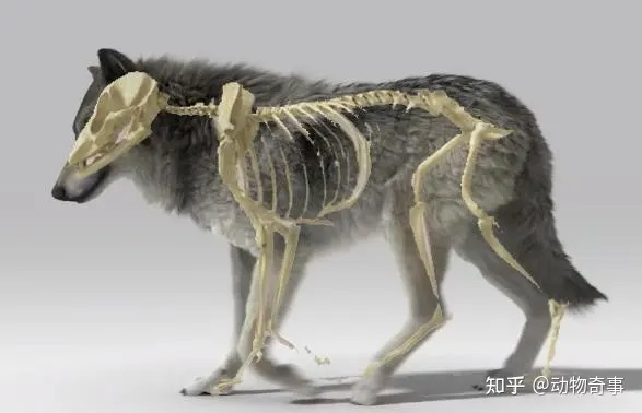 Cuộc chạm trán giữa người chăn cừu và sói hoang: Sói có thực sự đáng sợ như những gì người ta vẫn nói?- Ảnh 7. Cuộc chạm trán giữa người chăn cừu và sói hoang: Sói có thực sự đáng sợ như những gì người ta vẫn nói?- Ảnh 7.