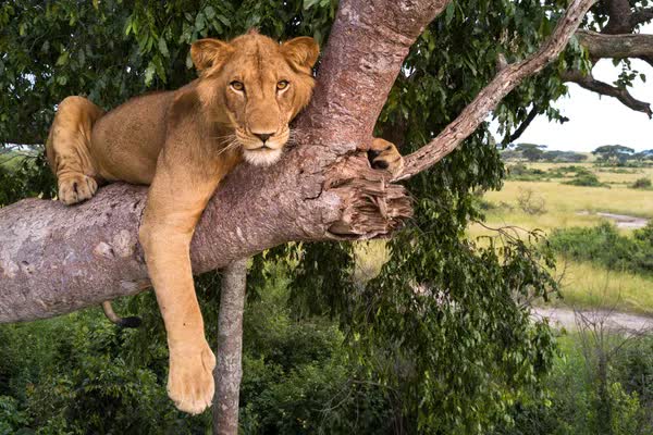 Con sư tử gan dạ nhất thế giới v&agrave; h&agrave;nh tr&igrave;nh phi thường vượt qua d&ograve;ng s&ocirc;ng đầy c&aacute; sấu để t&igrave;m bạn đời- Ảnh 1.
