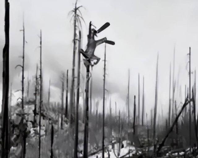 Năm 1999, một người đàn ông biến mất một cách bí ẩn khi đang lặn và được tìm thấy trong tư thế lộn ngược trên cây thông tại hiện trường vụ hỏa hoạn- Ảnh 3. Năm 1999, một người đàn ông biến mất một cách bí ẩn khi đang lặn và được tìm thấy trong tư thế lộn ngược trên cây thông tại hiện trường vụ hỏa hoạn- Ảnh 3.