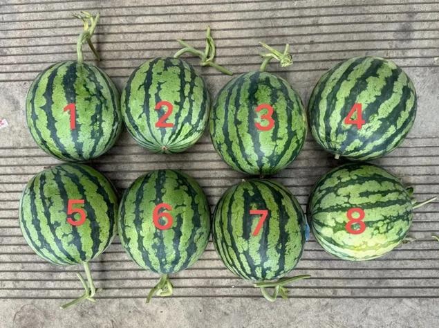 8 quả dưa hấu được đánh số từ 1 đến 8. Ảnh: Tiêu Tương buổi sáng 8 quả dưa hấu được đánh số từ 1 đến 8. Ảnh: Tiêu Tương buổi sáng