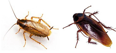 Giải quyết nỗi ám ảnh loại gián "bất tử" chỉ với 13.000 đồng- Ảnh 1. Giải quyết nỗi ám ảnh loại gián "bất tử" chỉ với 13.000 đồng- Ảnh 1.