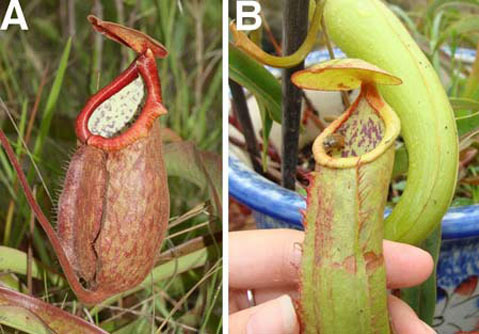 Loài cây biệt tích trăm năm bỗng tái xuất thần kỳ ở Việt Nam: Vừa công bố thông tin đã gây tranh cãi- Ảnh 3. Loài cây biệt tích trăm năm bỗng tái xuất thần kỳ ở Việt Nam: Vừa công bố thông tin đã gây tranh cãi- Ảnh 3.