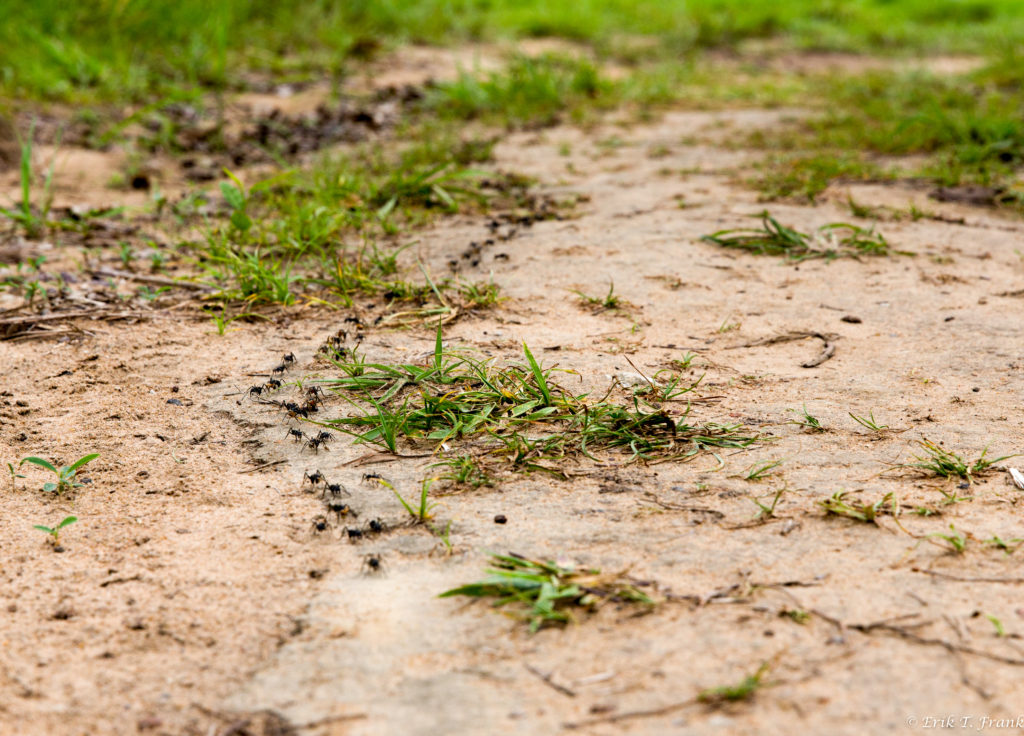 Chiến tranh với loài mối giúp kiến có được nền y tế tương đương con người sau Thế chiến I- Ảnh 5. Chiến tranh với loài mối giúp kiến có được nền y tế tương đương con người sau Thế chiến I- Ảnh 5.