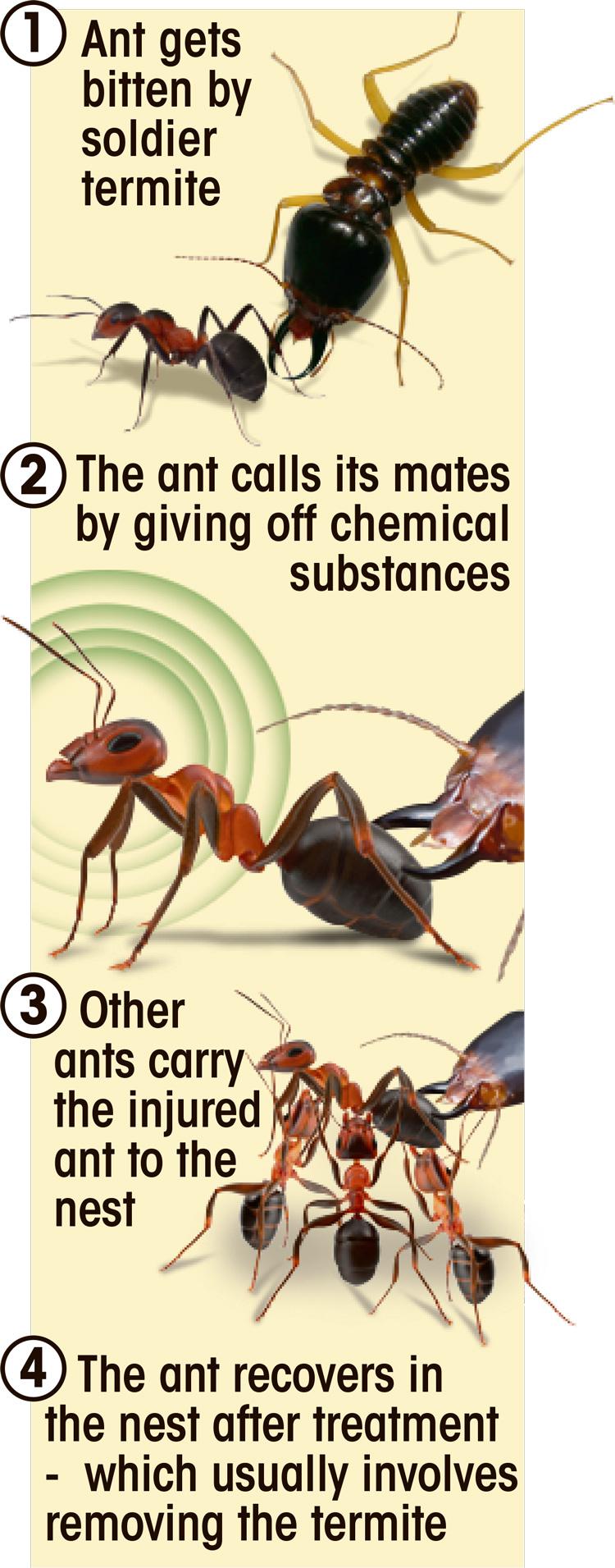 Chiến tranh với loài mối giúp kiến có được nền y tế tương đương con người sau Thế chiến I- Ảnh 18. Chiến tranh với loài mối giúp kiến có được nền y tế tương đương con người sau Thế chiến I- Ảnh 18.