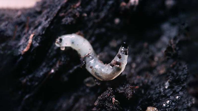 Vào rừng thám hiểm, chuyên gia đụng độ 'rắn nghìn chân': Nhìn kỹ, ai nấy đều sởn gai ốc- Ảnh 6. Vào rừng thám hiểm, chuyên gia đụng độ 'rắn nghìn chân': Nhìn kỹ, ai nấy đều sởn gai ốc- Ảnh 6.