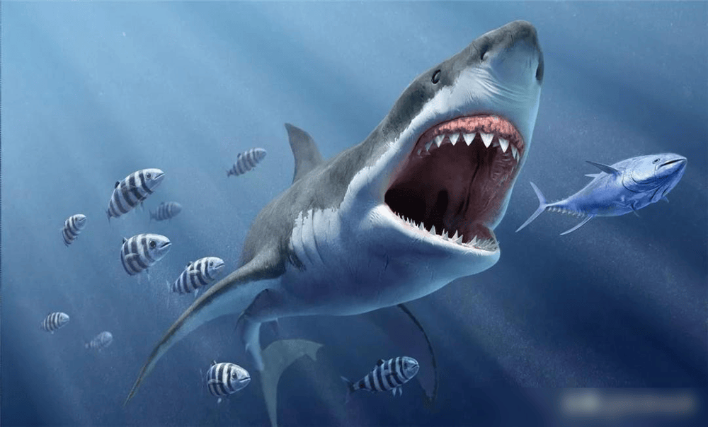 Tại sao con người chỉ ăn vây cá mập mà ít khi nghe nói đến việc ăn thịt cá mập?- Ảnh 1. Tại sao con người chỉ ăn vây cá mập mà ít khi nghe nói đến việc ăn thịt cá mập?- Ảnh 1.