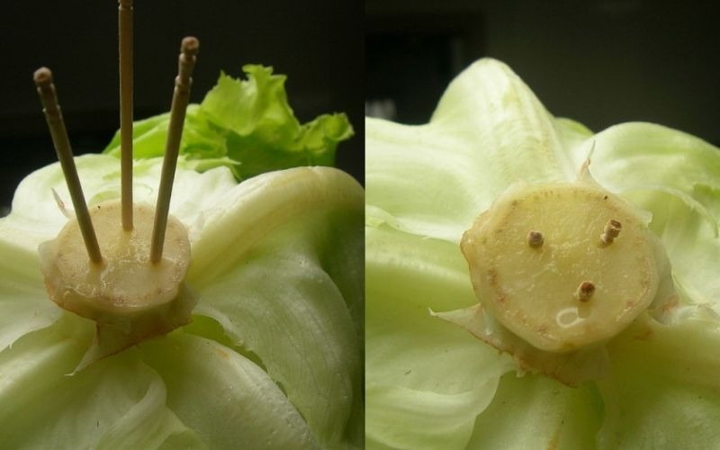 Tích trữ đồ ăn đề phòng ngập lụt cần chú ý: Đồ để được bao lâu, bảo quản thế nào cho tốt?- Ảnh 9. Tích trữ đồ ăn đề phòng ngập lụt cần chú ý: Đồ để được bao lâu, bảo quản thế nào cho tốt?- Ảnh 9.