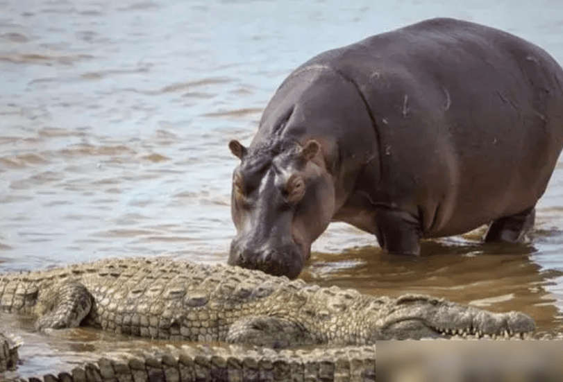 'Cỗ xe thịt' - Kẻ bảo vệ không ngờ của hệ sinh thái châu Phi- Ảnh 4. 'Cỗ xe thịt' - Kẻ bảo vệ không ngờ của hệ sinh thái châu Phi- Ảnh 4.